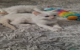 Ragdoll cats for sale: 4 Beautiful Ragdoll Kittens - Image 9