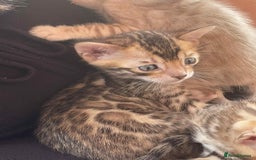Bengal cats for sale: Bengal boy ready for reservation  - Image 1