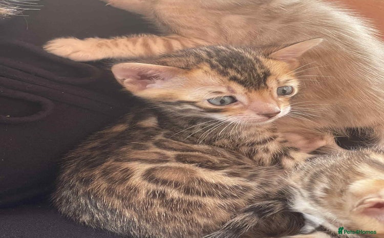 Bengal cats - Advert 2