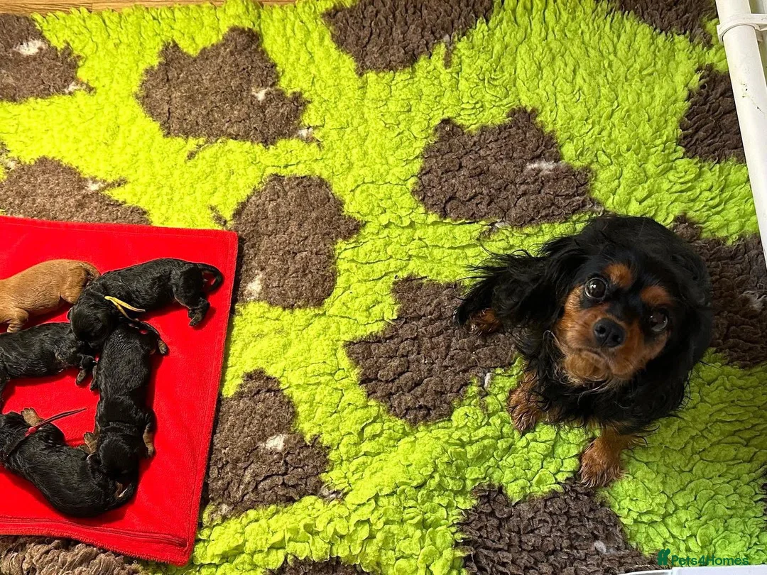 Cavapoo dogs for sale: GORGEOUS CAVAPOO PUPPIES  - Advert 2