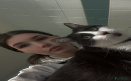 Domestic Shorthair cats for sale: Sylvester and lola - Image 1
