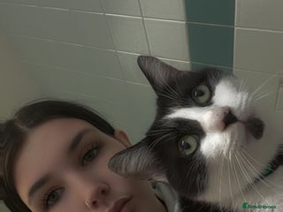 Domestic Shorthair cats - Advert 10