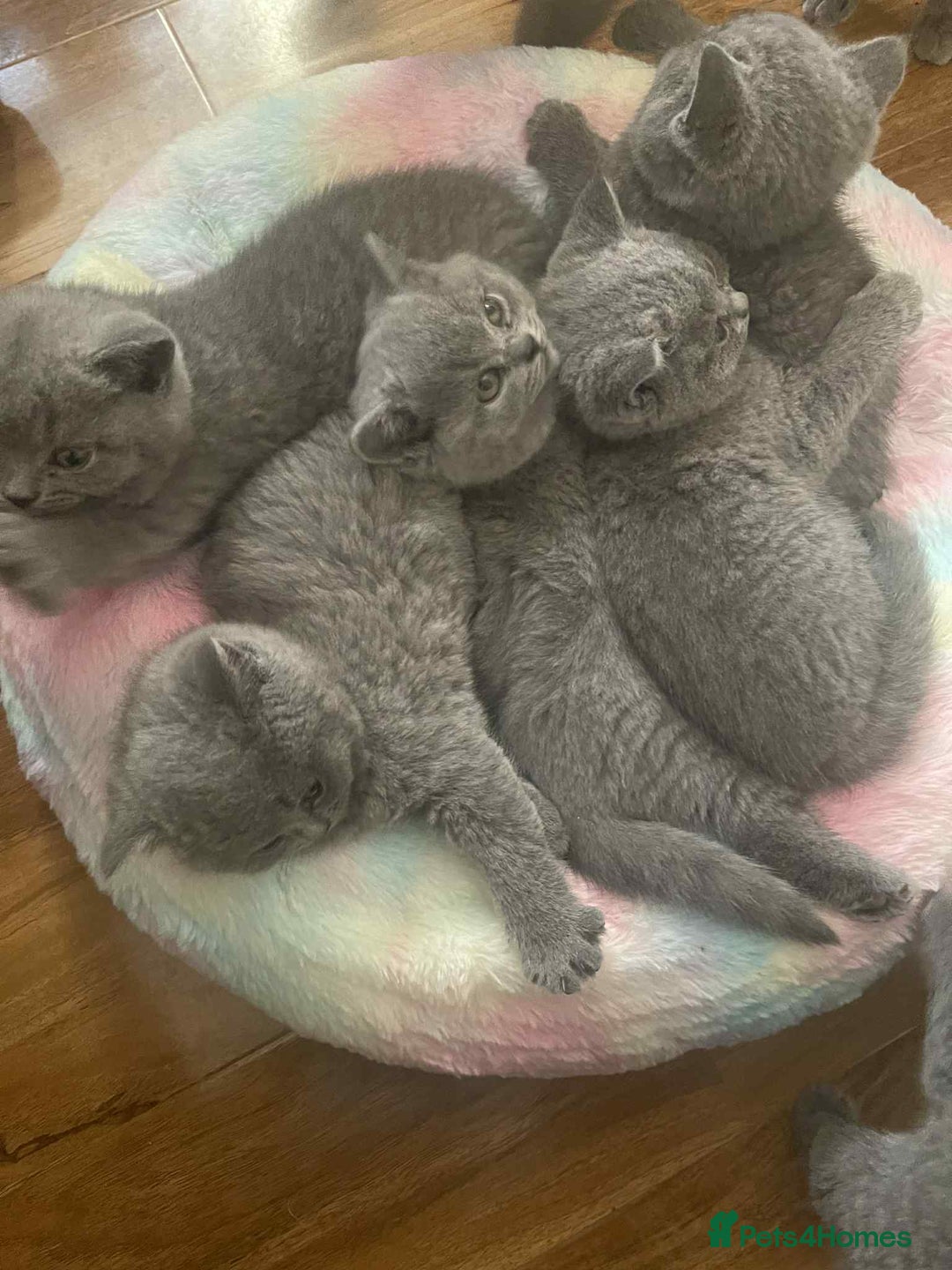 British Shorthair cats for sale: British Shorthair Blue Kittens for  **   - Advert 2