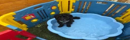 Cockapoo dogs for stud: ‼️PROVEN cockapoo stud available ‼️ - Advert 6