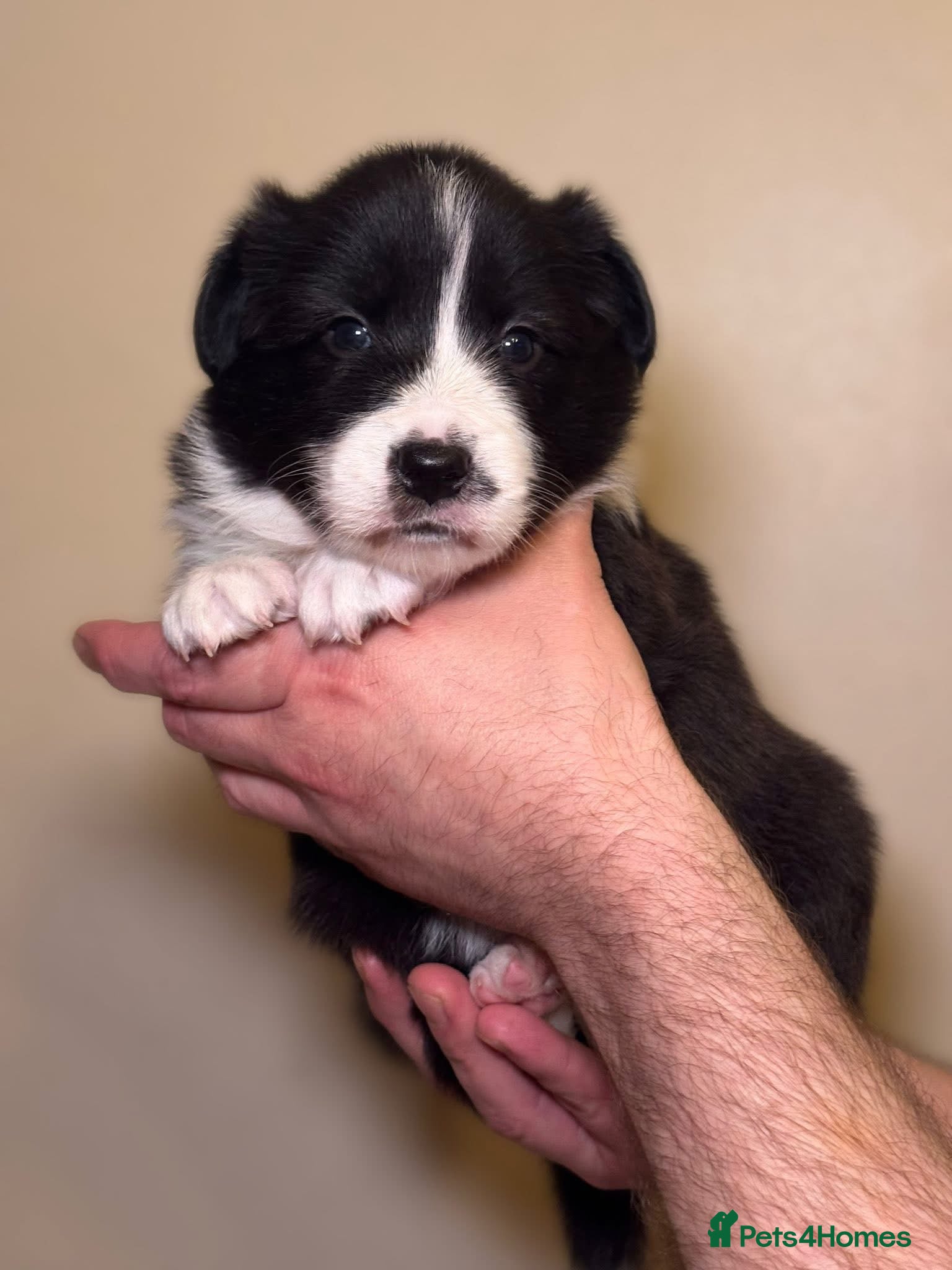 Border Collie dogs 2 last champion line puppies available  - Advert 5
