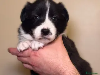 Border Collie dogs 2 last champion line puppies available - Advert 5