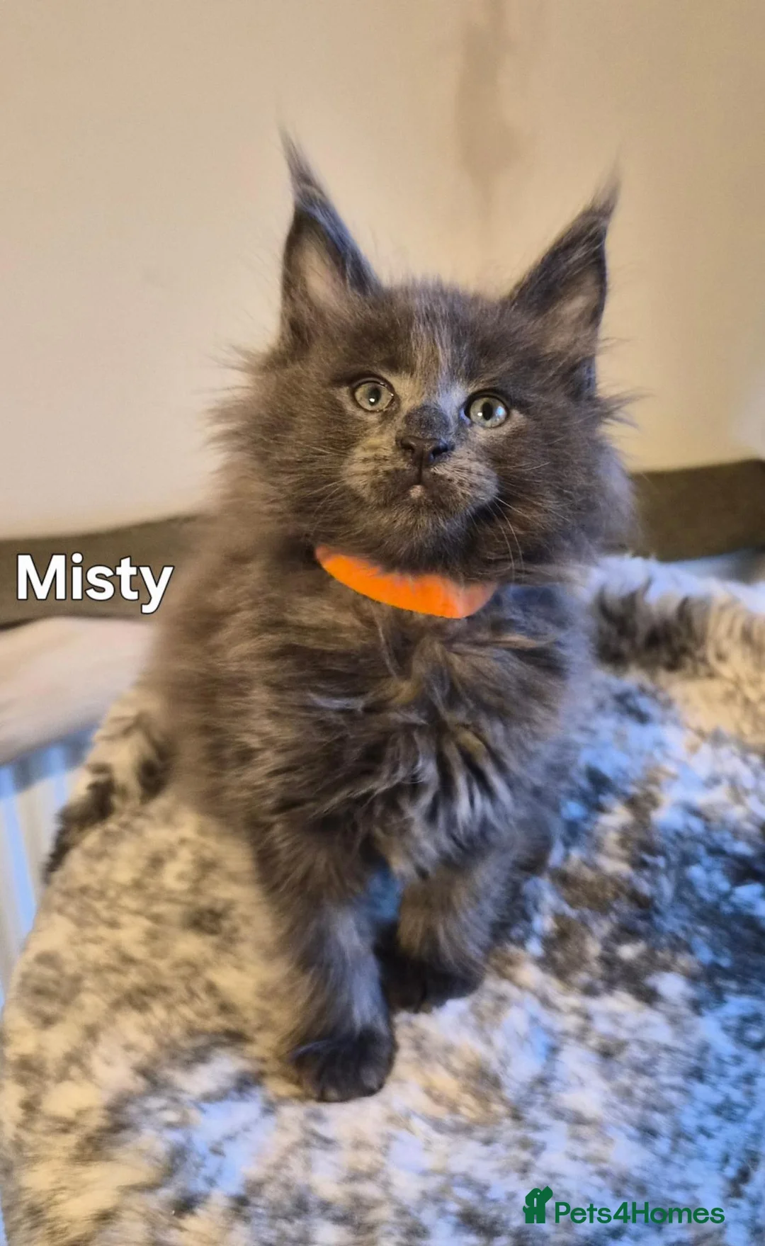 Maine Coon cats for sale: Maine coon pedigree kittens  - Advert 1