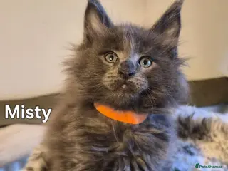 Maine Coon cats Maine coon pedigree kittens - Advert 10