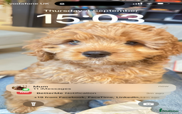 Cavapoo dogs for sale: REDUCED Black/Red Cavapoo therapy pups for sale  - Image 24
