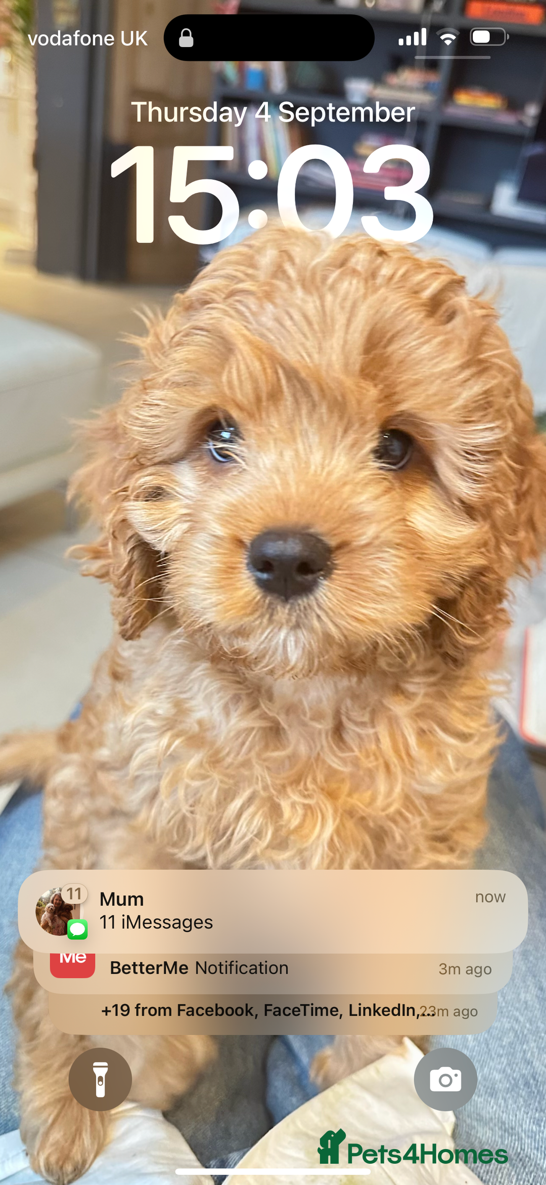 Cavapoo dogs for sale: REDUCED Black/Red Cavapoo therapy pups for sale  - Image 24