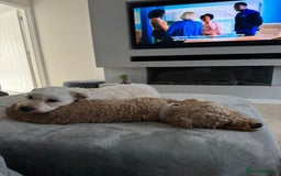 Cavapoochon dogs for sale: 2x Cavapoochon girls must go together  - Image 8