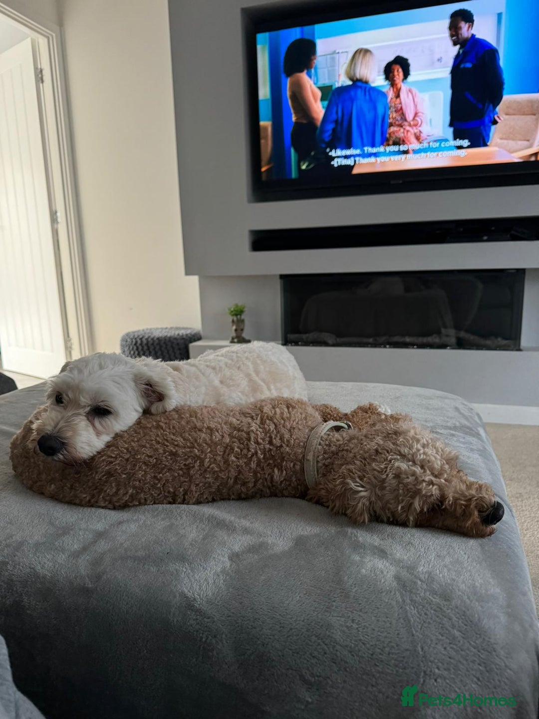 Cavapoochon dogs for sale: 2x Cavapoochon girls must go together  - Image 8