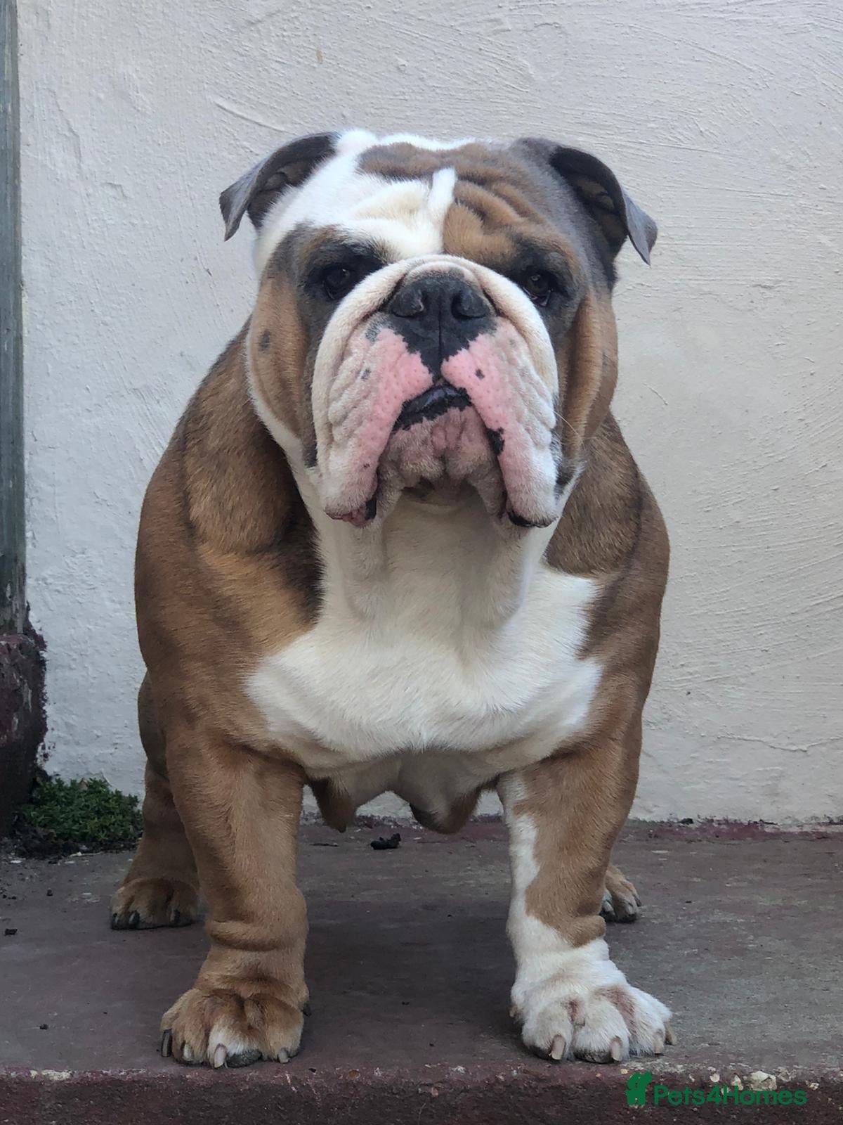 English Bulldog dogs Beautiful English bulldog for stud  - Advert 1