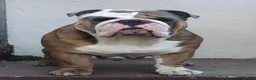 English Bulldog dogs for stud: Beautiful English bulldog for stud  - Advert 1