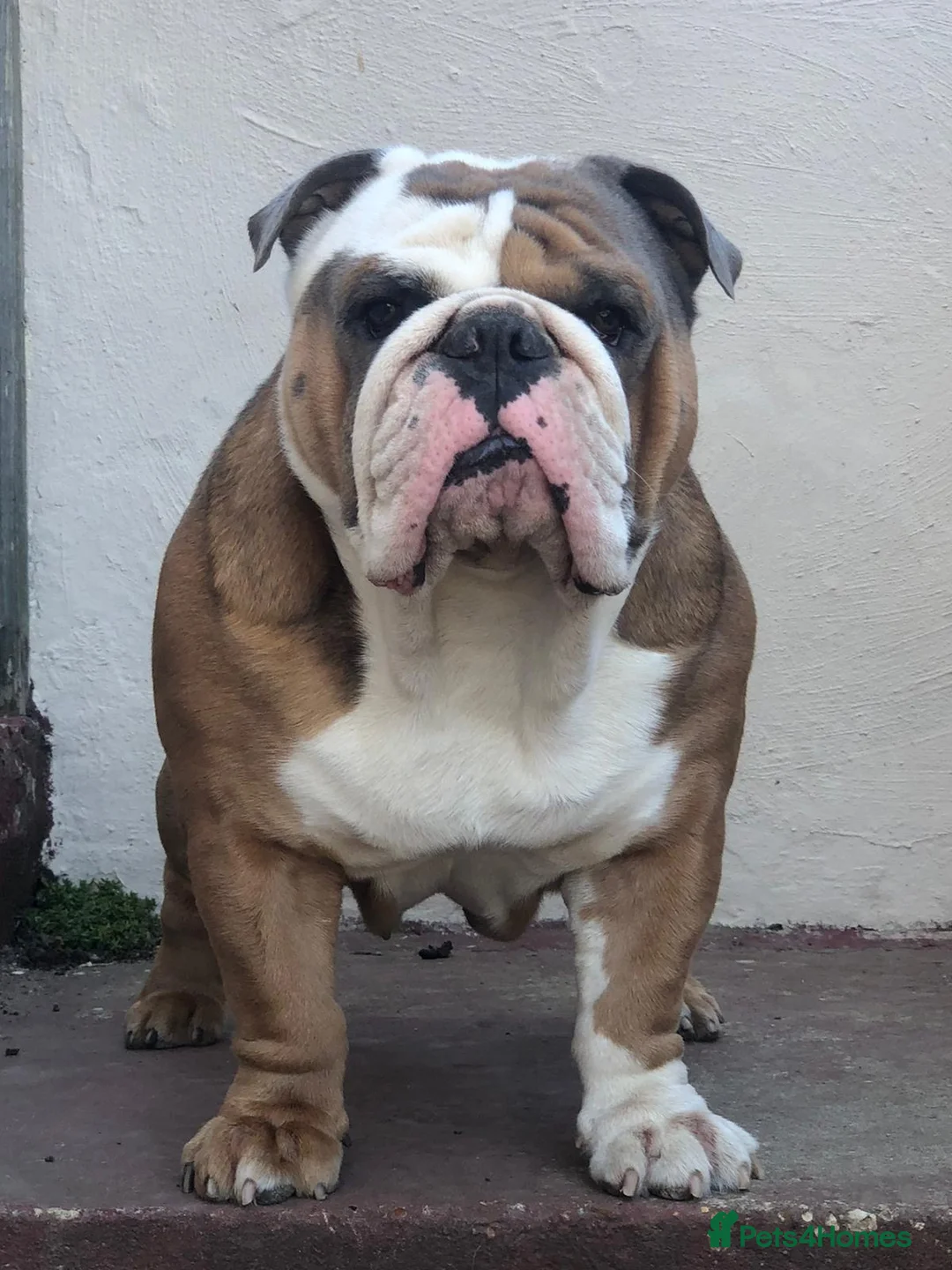 English Bulldog dogs for stud: Beautiful English bulldog for stud  - Advert 1