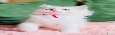 Ragdoll 2