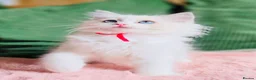 Ragdoll cats for sale: READY NOW — BEAUTIFUL RAGDOLL KITTENS - Advert 6
