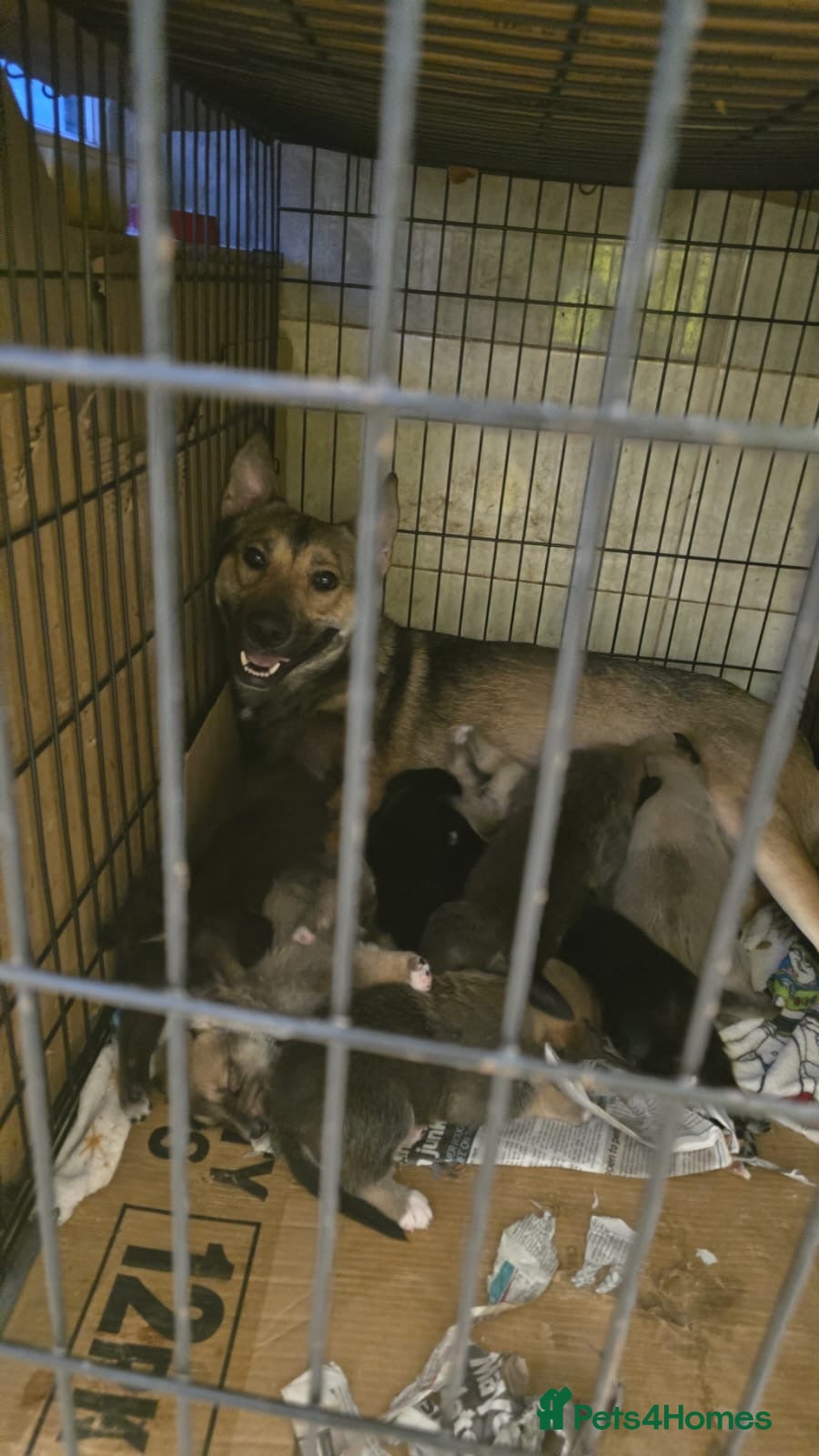 Mixed Breed dogs Lovely pups Mix of Mali& Husky - Advert 17