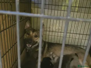 Mixed Breed dogs Lovely pups Mix of Mali& Husky - Advert 3