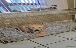Labrador Retriever dogs for sale: Wanted loving home for bear  - Image 3