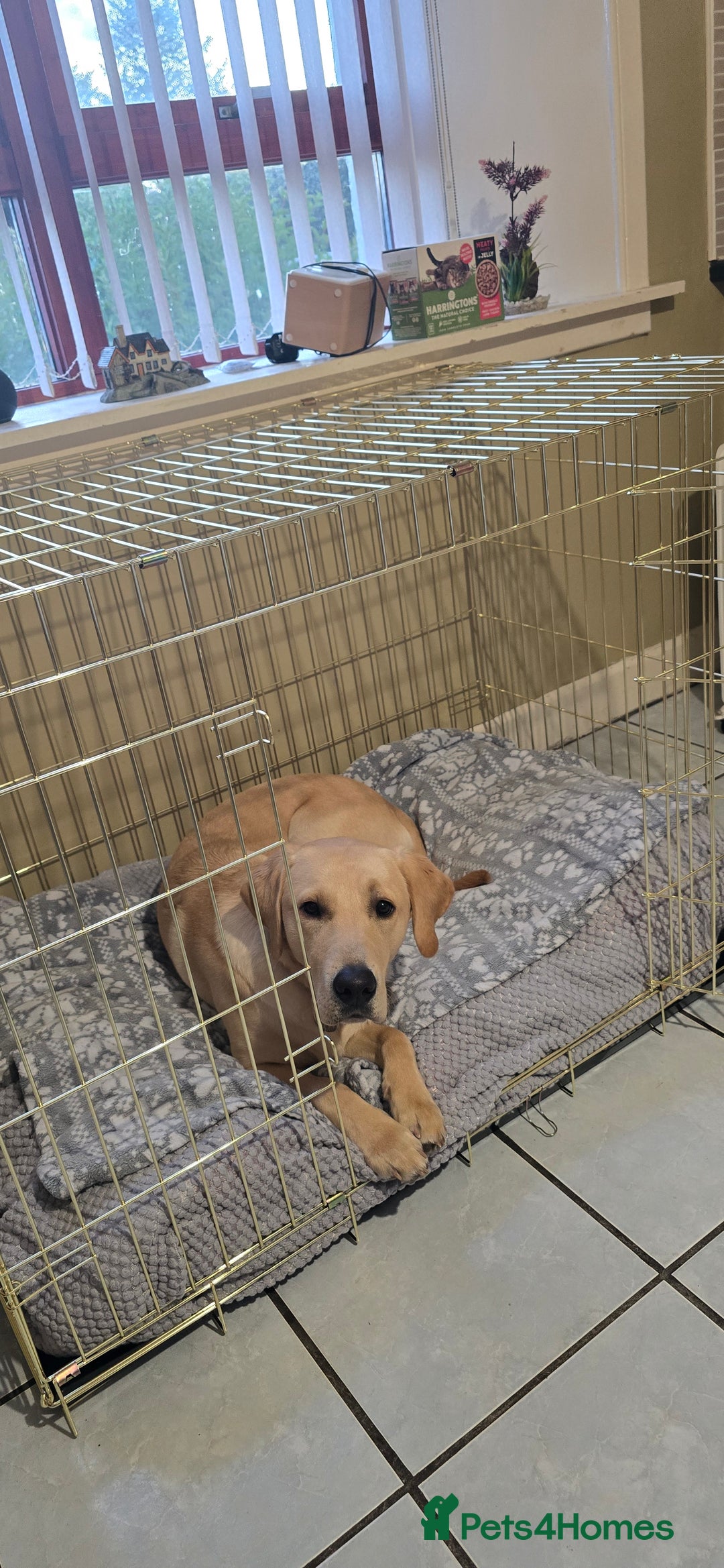 Labrador Retriever dogs for sale: Wanted loving home for bear  - Image 3