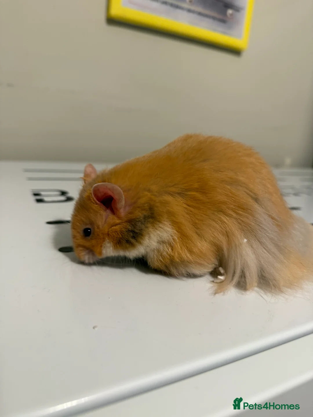Hamster rodents for sale: Long Haired Cinnamon Male Syrian  - Advert 4