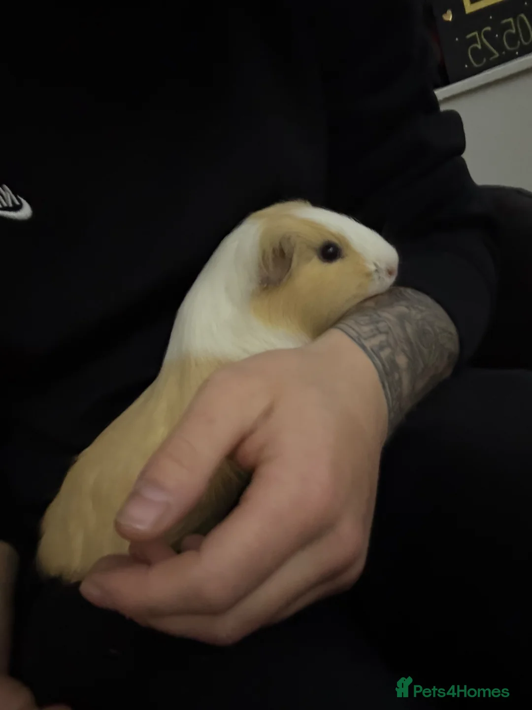 Guinea Pig rodents for sale: Two female guinea pigs  in Oldham - Advert 2