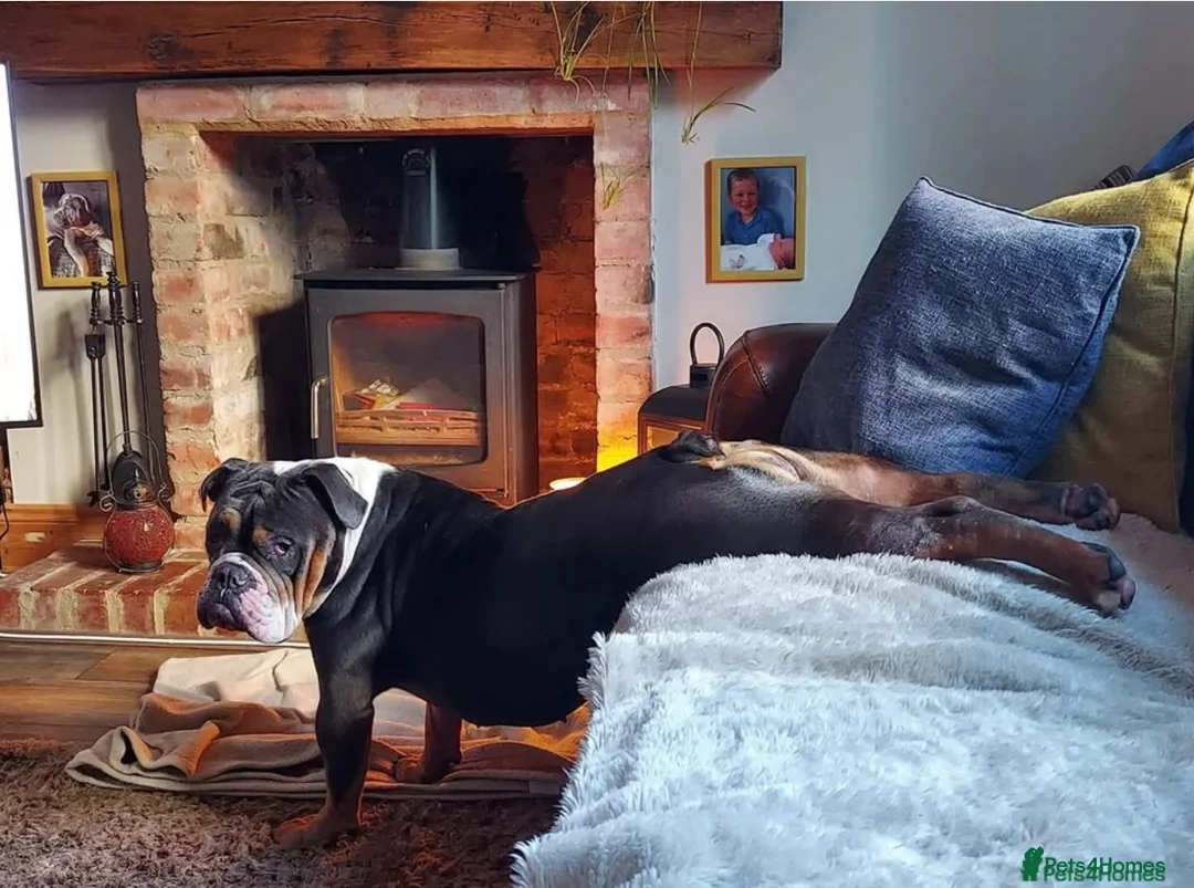 English Bulldog dogs for sale: Rita 6 year old bulldog - Advert 9