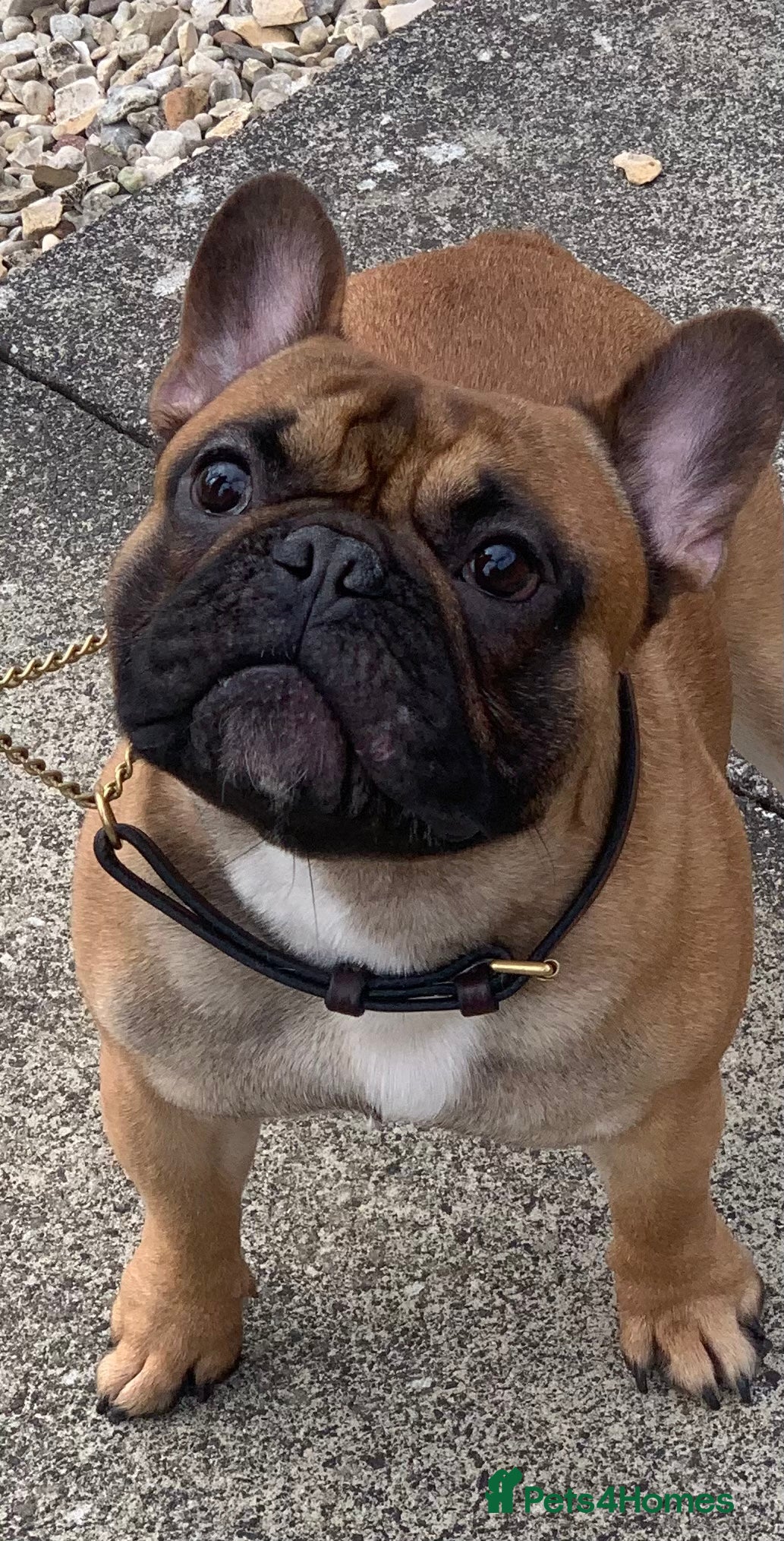 French Bulldog dogs Mani standard red silver fbce RFG 1  in Edinburgh - Advert 7