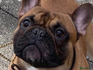 French Bulldog dogs in Edinburgh - Advert 6