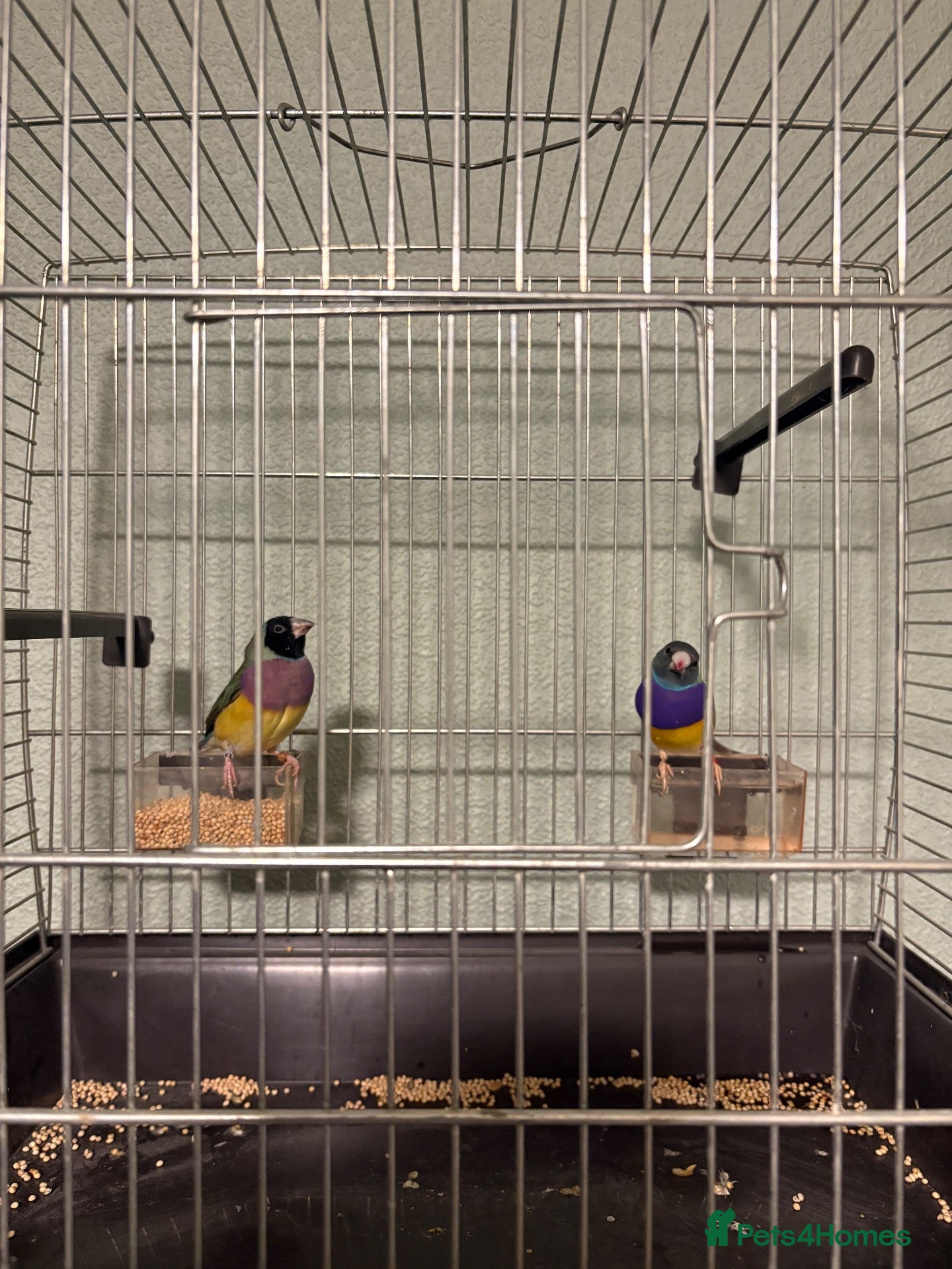 Finches birds Gouldian finch - Advert 2