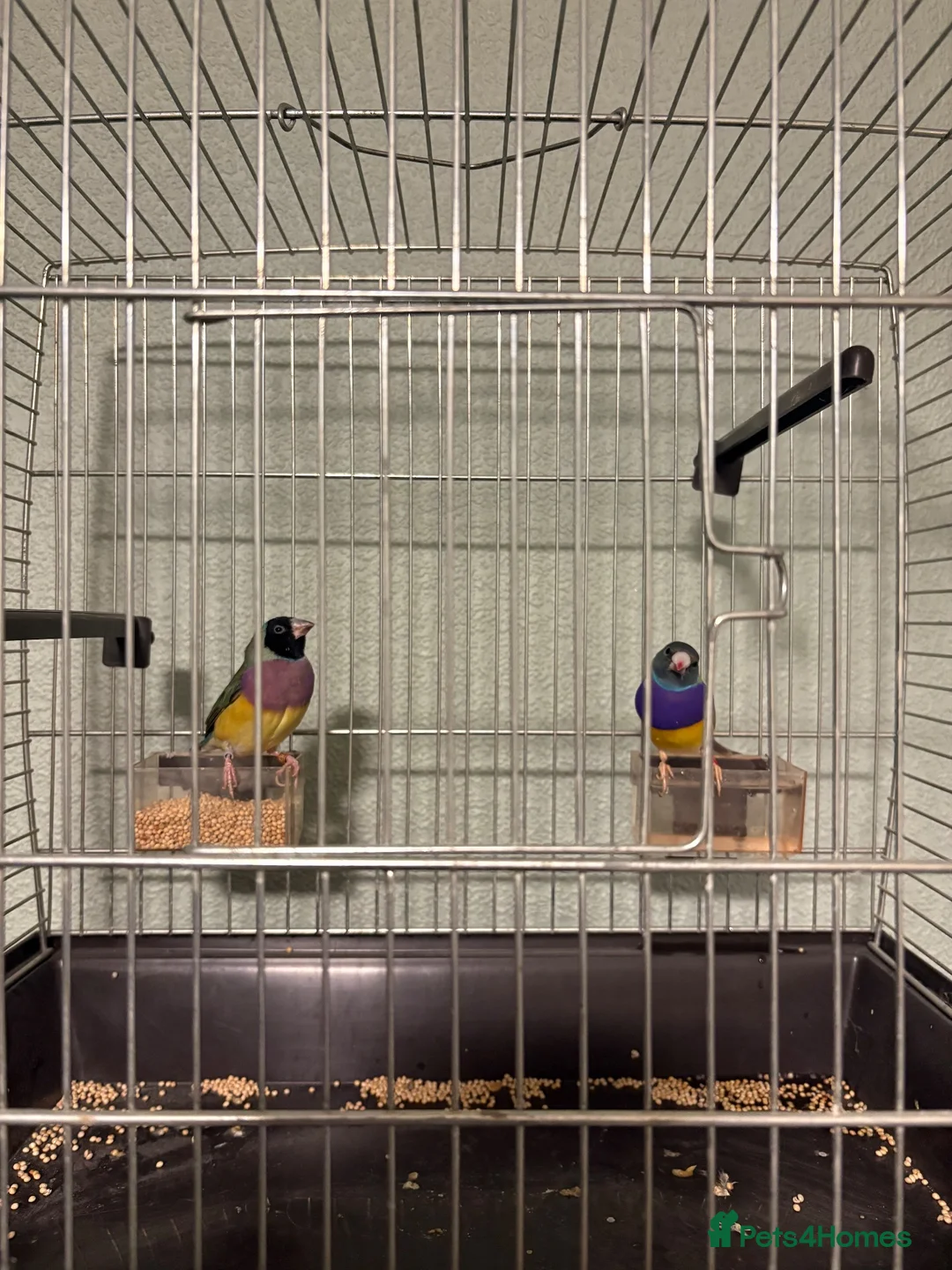 Finches birds for sale: Gouldian finch in Wednesbury - Advert 2