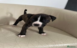Mixed Breed dogs for sale: Cane Corso/boxer X Dogue de Bordeaux  - Image 13