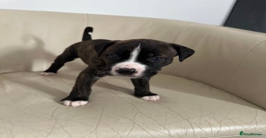 Mixed Breed dogs - Advert 9