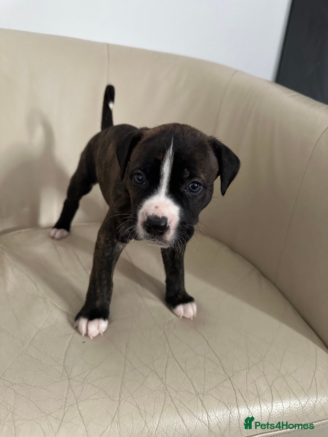 Mixed Breed dogs for sale: Cane Corso/boxer X Dogue de Bordeaux  - Image 13