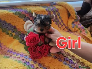 Yorkshire Terrier dogs Lovely puppies for sale - Advert 1