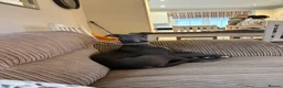 Whippet dogs for sale: Kc registered blue whippet female  - Advert 7