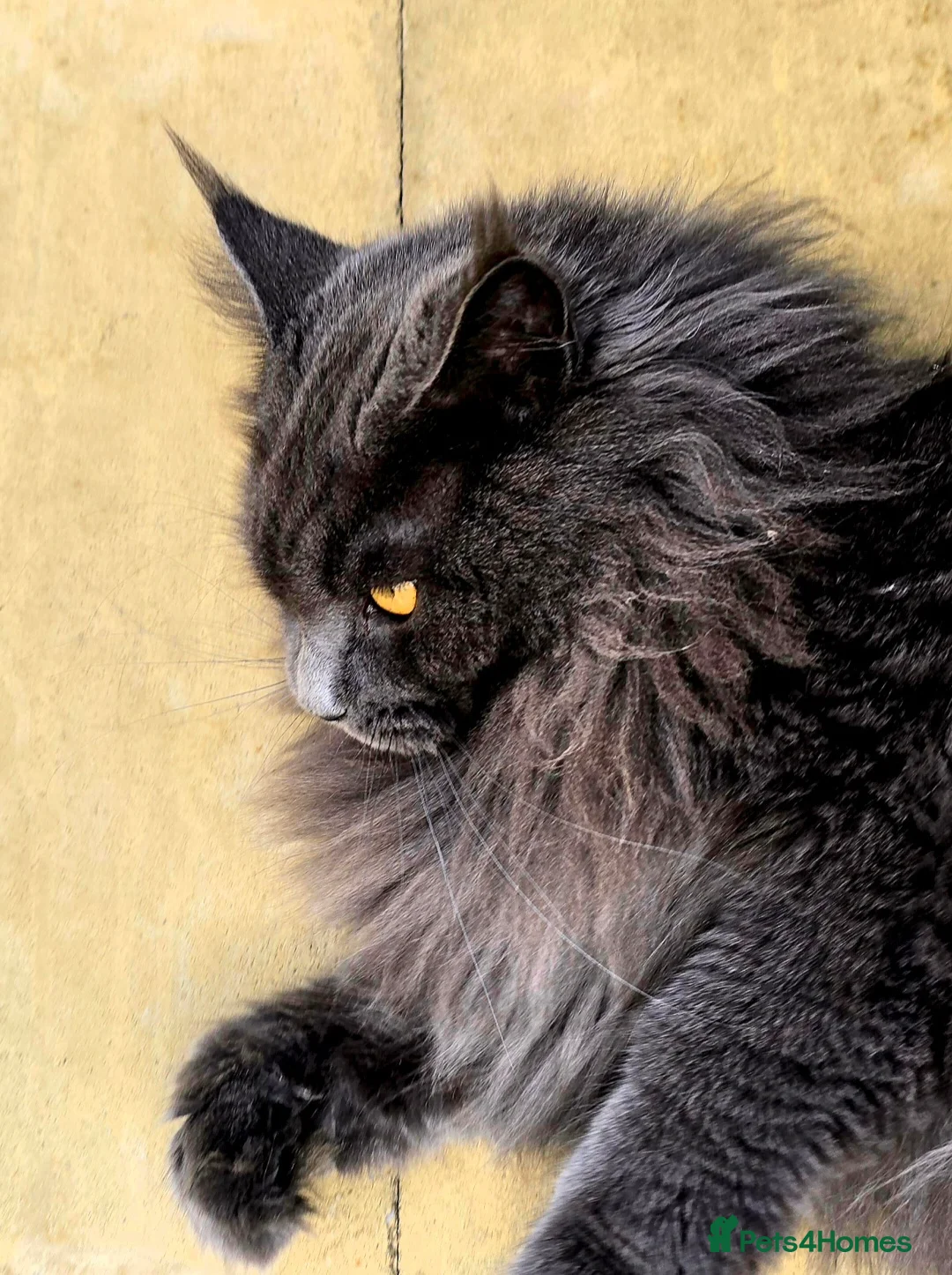 Maine Coon cats for sale: Blue female Maine coon - Advert 5