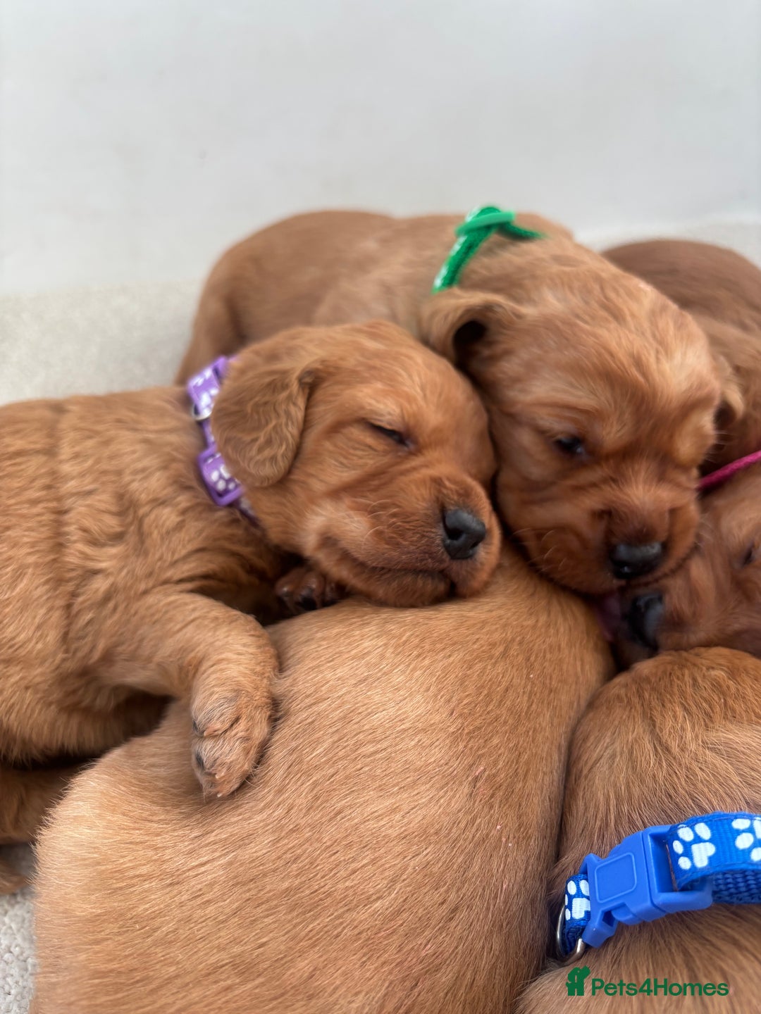 Labradoodle dogs for sale: F1 Labradoodle Puppies - Advert 22