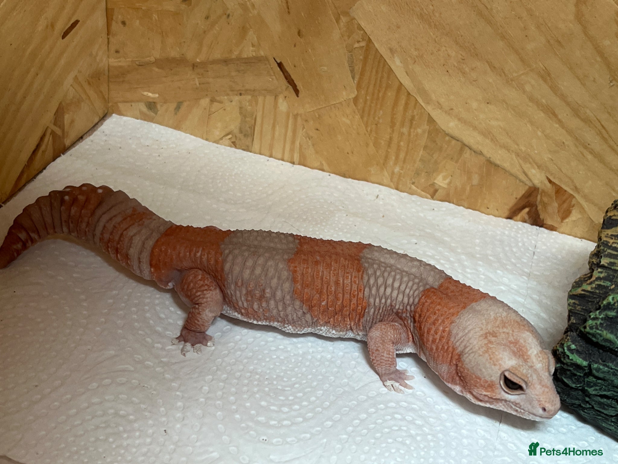 Gecko reptiles Fat Tailed Ghecko - Advert 12