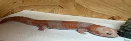 Gecko reptiles for sale: Fat Tailed Ghecko - Advert 1