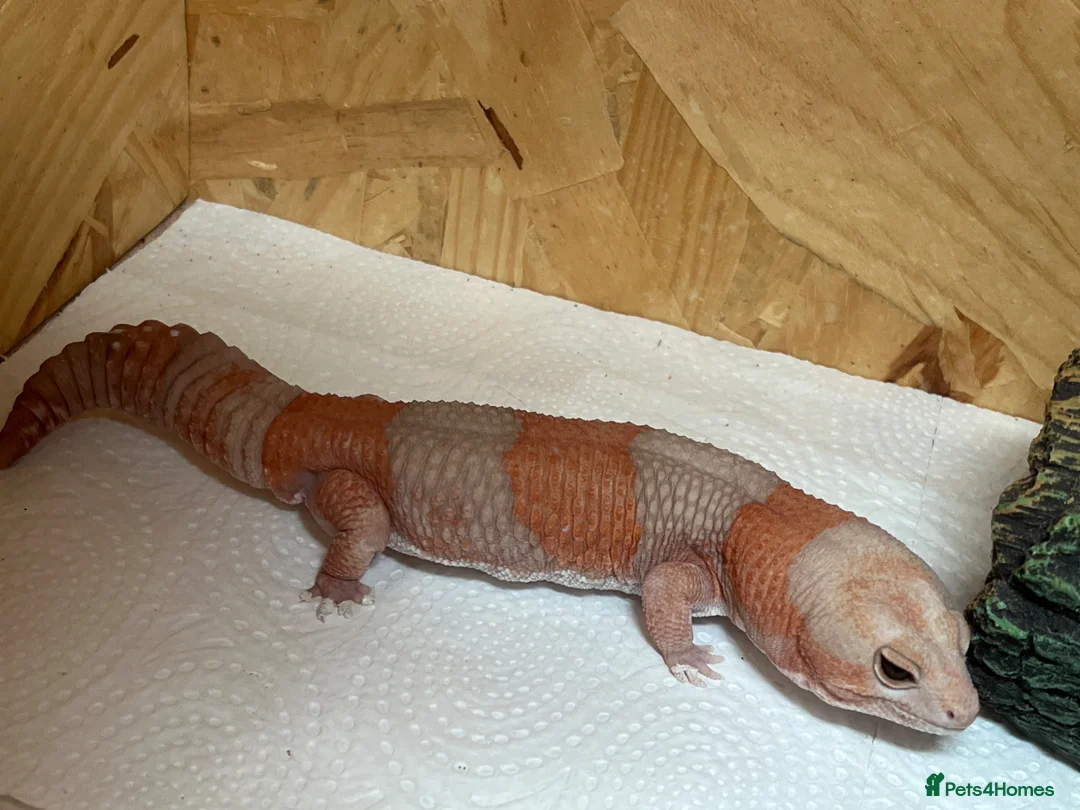 Gecko reptiles for sale: Fat Tailed Ghecko - Advert 1