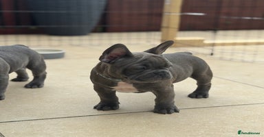 French Bulldog dogs in Preston - Advert 16