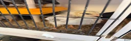 Chickens poultry for sale: Mixed aged chicks - Advert 6