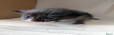 Domestic Shorthair 6