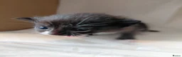 Domestic Shorthair cats for sale: Beautiful litter for sale  in Bedworth - Advert 11