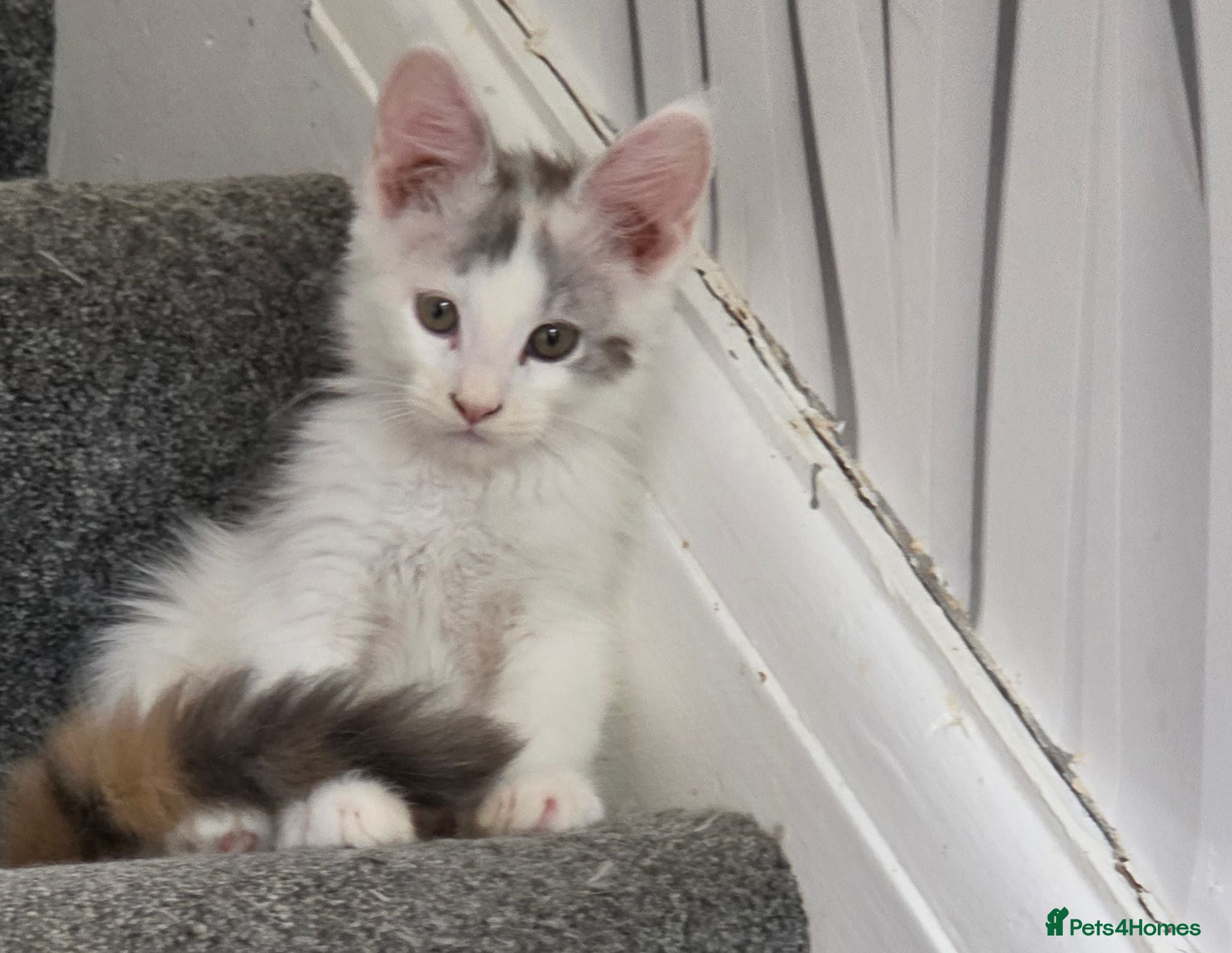 Maine Coon cats TICA REGISTERED STUNNING KITTENS  - Advert 9