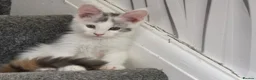 Maine Coon cats for sale: TICA REGISTERED STUNNING KITTENS  - Advert 15