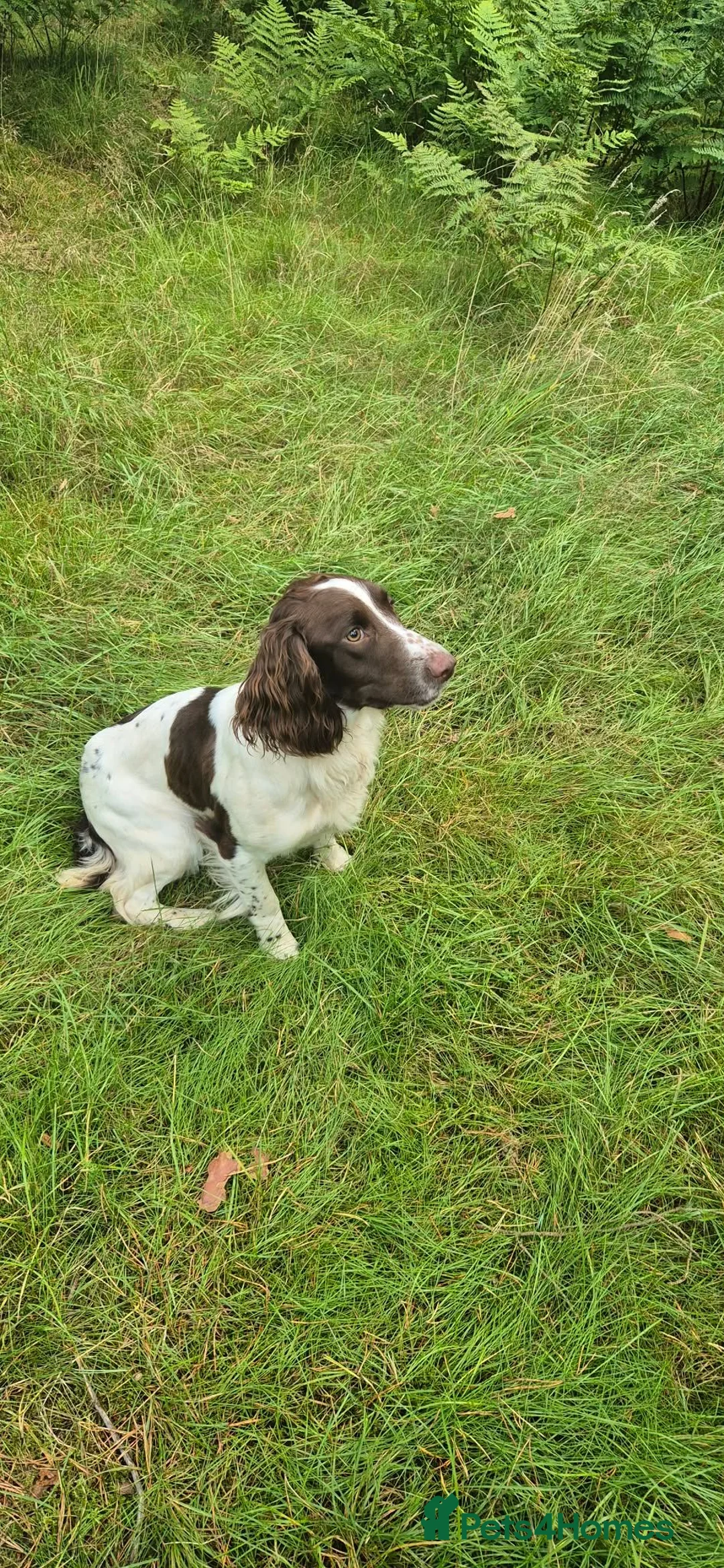 English Springer Spaniel dogs for sale: Springer spaniel bitch - Advert 2