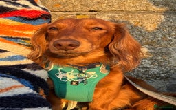 Dachshund dogs for stud: Miniature Red Long Haired Dachshund For Stud  - Image 3